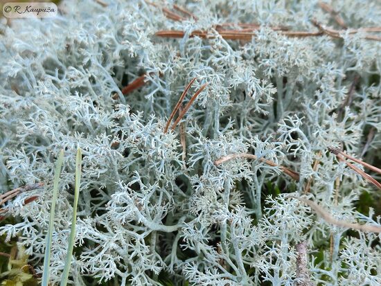Cladonia arbuscula